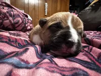 Ginger, a female American Bully for sale in White Plains, NY – 3 of 10