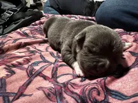 Sonic, a male American Bully for sale in White Plains, NY – 5 of 10