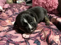 Sam, a female American Bully for sale in White Plains, NY – 5 of 10