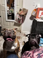 Sam, a female American Bully for sale in White Plains, NY – 6 of 10