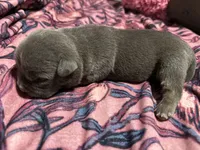 Sonic, a male American Bully for sale in White Plains, NY – 10 of 10