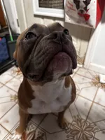 Lucy, a female American Bully for sale in White Plains, NY – 3 of 10