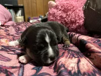 Sam, a female American Bully for sale in White Plains, NY – 9 of 10