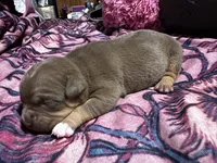 Sonic, a male American Bully for sale in White Plains, NY – 7 of 10