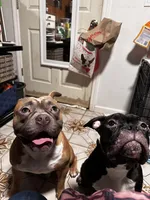 Choco, a female American Bully for sale in White Plains, NY – 5 of 10