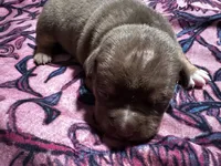 Choco, a female American Bully for sale in White Plains, NY – 6 of 10