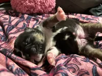Sam, a female American Bully for sale in White Plains, NY – 3 of 10