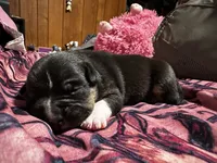 Sam, a female American Bully for sale in White Plains, NY – 2 of 10