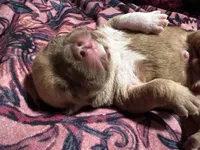 Tails, a male American Bully for sale in White Plains, NY – 10 of 10
