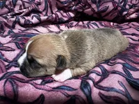 Ginger, a female American Bully for sale in White Plains, NY – 6 of 10