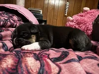 Lucy, a female American Bully for sale in White Plains, NY – 10 of 10