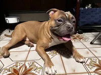 Choco, a female American Bully for sale in White Plains, NY – 4 of 10