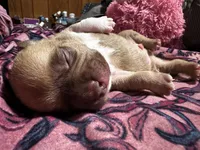 Tails, a male American Bully for sale in White Plains, NY – 1 of 10