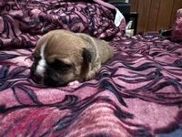 Ginger, a female American Bully for sale in White Plains, NY – 7 of 10