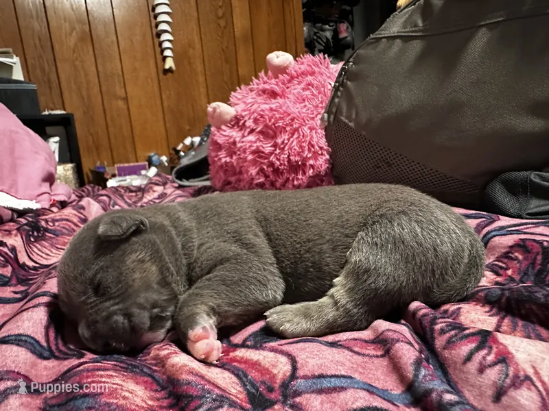 Rocky – American Bully puppy for sale in White Plains, NY