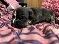 Sam, a female American Bully for sale in White Plains, NY – 8 of 10