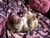Tails, a male American Bully for sale in White Plains, NY – 6 of 10