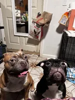 Lucy, a female American Bully for sale in White Plains, NY – 5 of 10