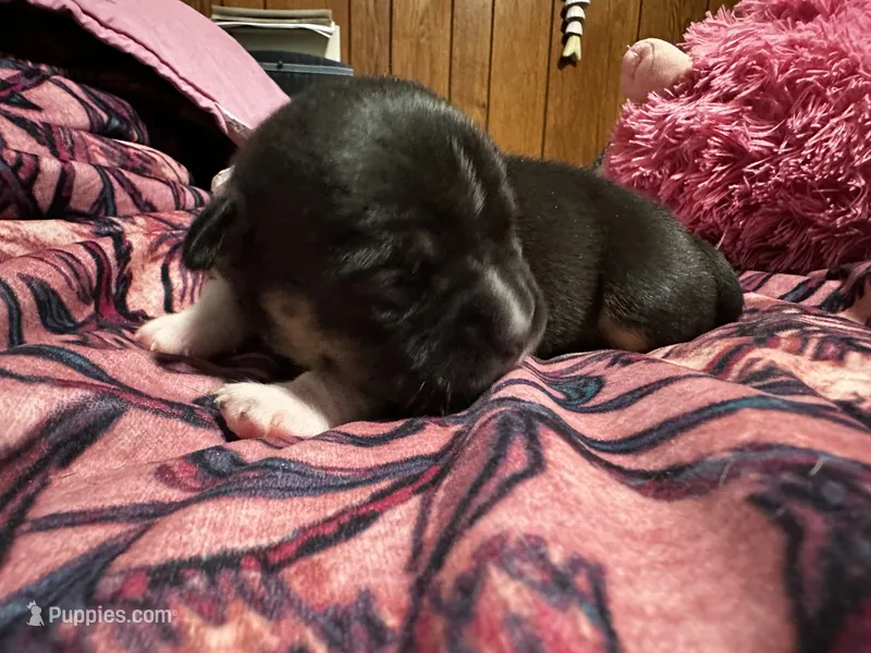 Lucy, a female American Bully for sale in White Plains, NY – 1 of 10