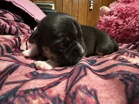 Lucy, a female American Bully for sale in White Plains, NY – 1 of 10