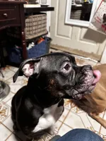 Ginger, a female American Bully for sale in White Plains, NY – 8 of 10