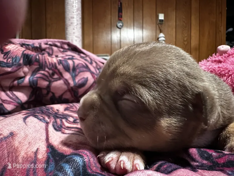 Lucy – American Bully puppy for sale in White Plains, NY