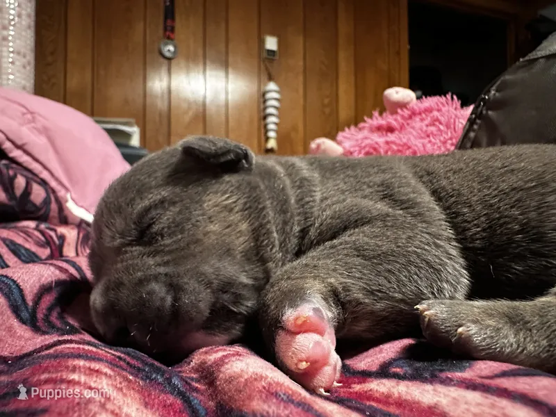Sonic, a male American Bully for sale in White Plains, NY – 1 of 10