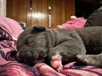 Sonic, a male American Bully for sale in White Plains, NY – 1 of 10
