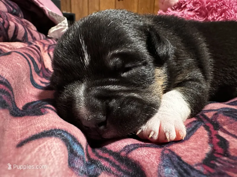 Betty – American Bully puppy for sale in White Plains, NY