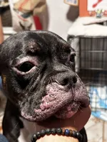 Lucy, a female American Bully for sale in White Plains, NY – 8 of 10