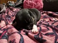 Lucy, a female American Bully for sale in White Plains, NY – 2 of 10