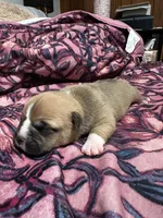 Ginger, a female American Bully for sale in White Plains, NY – 2 of 10