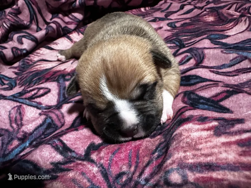 Ginger, a female American Bully for sale in White Plains, NY – 1 of 10