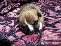 Ginger, a female American Bully for sale in White Plains, NY – 1 of 10