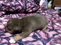 Choco, a female American Bully for sale in White Plains, NY – 10 of 10