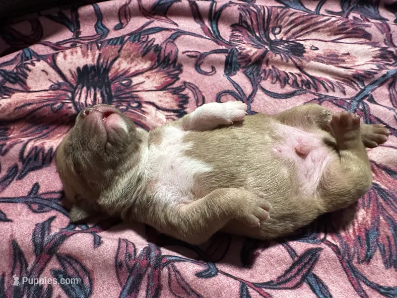 Sonny – American Bully puppy for sale in White Plains, NY