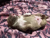 Tails, a male American Bully for sale in White Plains, NY – 8 of 10