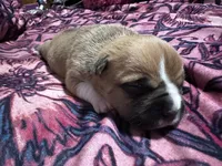Ginger, a female American Bully for sale in White Plains, NY – 9 of 10