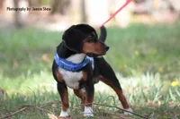 Copper, a male Beagle for sale in East Stroudsburg, PA – Photo 8 of 10