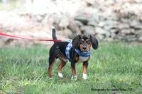 Copper, a male Beagle for sale in East Stroudsburg, PA – Photo 10 of 10