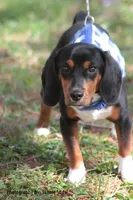 Copper, a male Beagle for sale in East Stroudsburg, PA – Photo 3 of 10