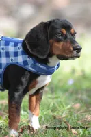 Copper, a male Beagle for sale in East Stroudsburg, PA – Photo 4 of 10