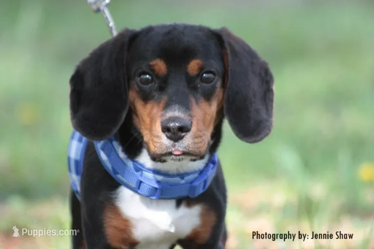 Copper – Beagle puppy for sale in East Stroudsburg, PA