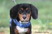 Copper, a male Beagle for sale in East Stroudsburg, PA – Photo 1 of 10