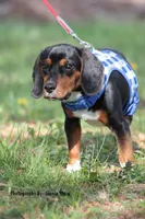 Copper, a male Beagle for sale in East Stroudsburg, PA – Photo 6 of 10