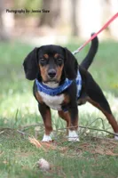 Copper, a male Beagle for sale in East Stroudsburg, PA – Photo 7 of 10