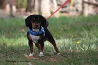 Copper, a male Beagle for sale in East Stroudsburg, PA – Photo 9 of 10