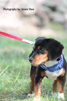 Copper, a male Beagle for sale in East Stroudsburg, PA – Photo 2 of 10