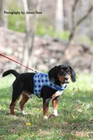 Copper, a male Beagle for sale in East Stroudsburg, PA – Photo 5 of 10