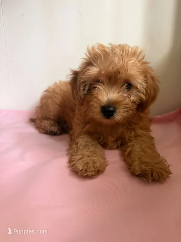 Nami  – Yorkipoo puppy for sale in South Amboy, NJ